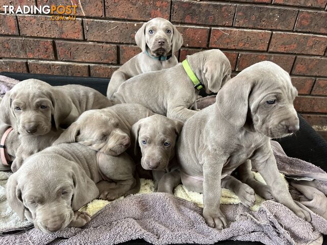 Pure bred Weimaraner puppies