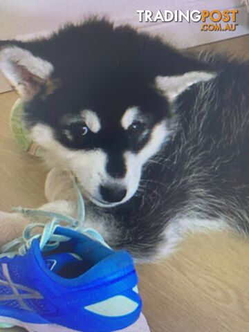 Purebred Alaskan Malamute Puppies