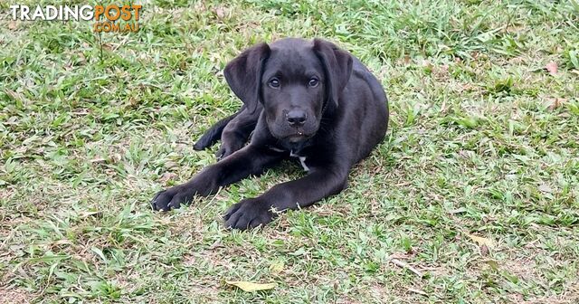 Great Dane Brothers – 16 weeks old - Prefer to Go Together!