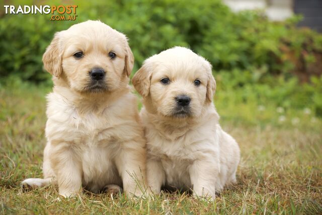 Golden Retriever Puppies Sunshine Coast