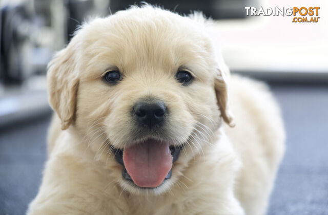 Golden Retriever Puppies Sunshine Coast