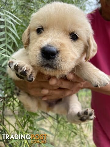 Outstanding Imported Bloodlines Purebred Golden Retrievers