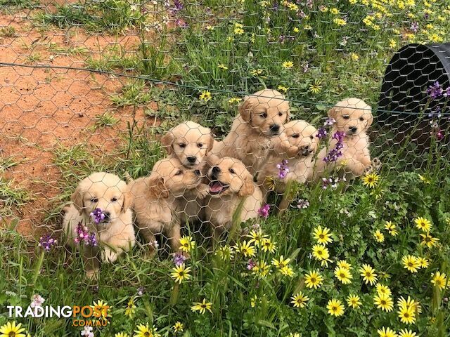 Outstanding Imported Bloodlines Purebred Golden Retrievers