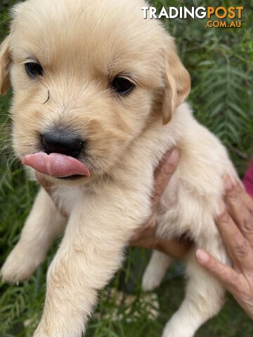 Outstanding Imported Bloodlines Purebred Golden Retrievers