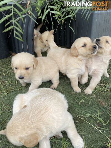 Outstanding Imported Bloodlines Purebred Golden Retrievers