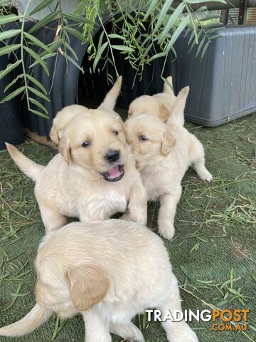 Outstanding Imported Bloodlines Purebred Golden Retrievers