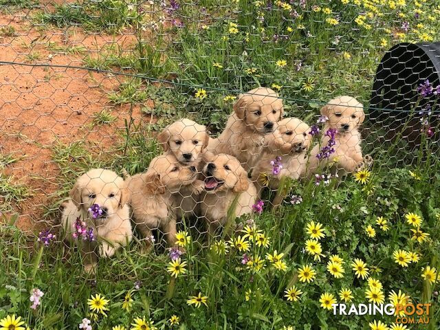 Outstanding Purebred Golden Retrievers FREE DILIVERY NSW.QLD VIC
