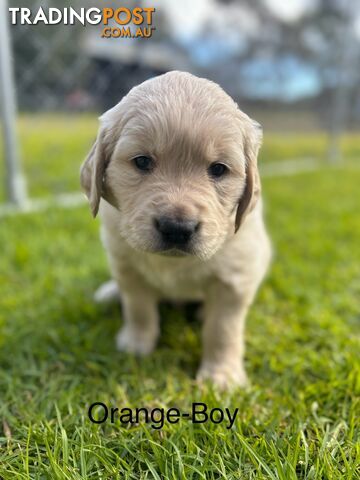 Ready now…. Golden retriever puppies