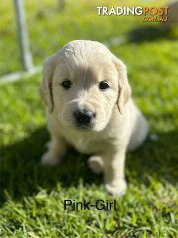 Ready now…. Golden retriever puppies