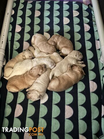 Golden retriever puppies