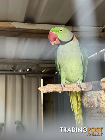 Alexandrine parrots