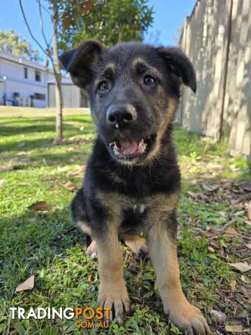 Pure Bred German Shepherd Puppies