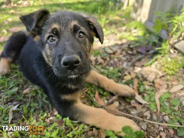 Pure Bred German Shepherd Puppies