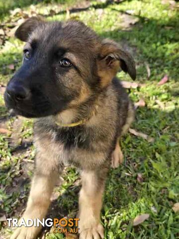 Pure Bred German Shepherd Puppies