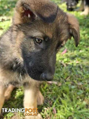 Pure Bred German Shepherd Puppies