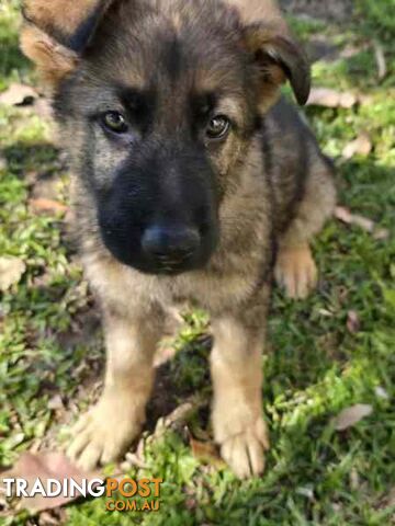 Pure Bred German Shepherd Puppies