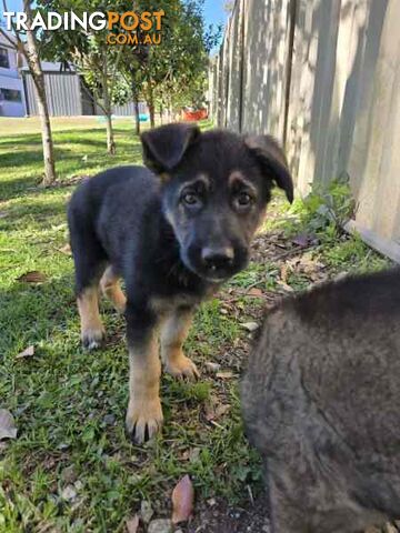 Pure Bred German Shepherd Puppies