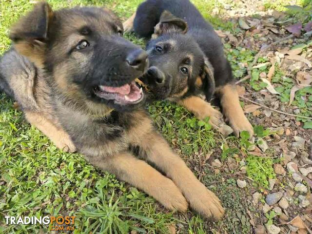 Pure Bred German Shepherd Puppies