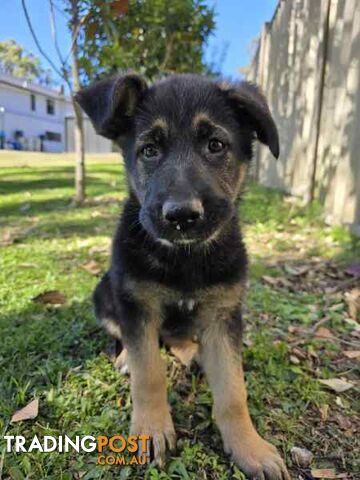 Pure Bred German Shepherd Puppies