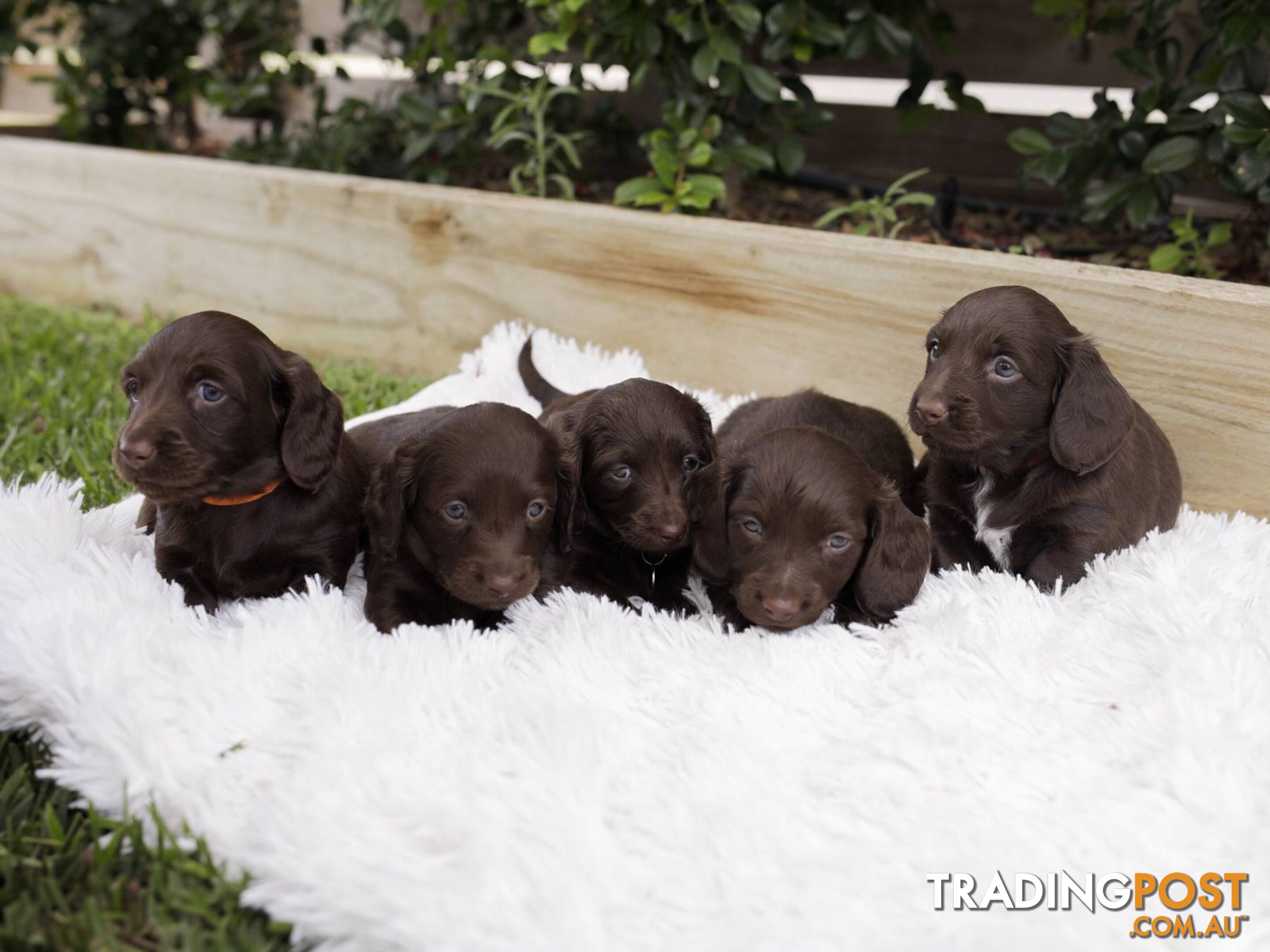 Long haired Miniature Dachshund Puppies