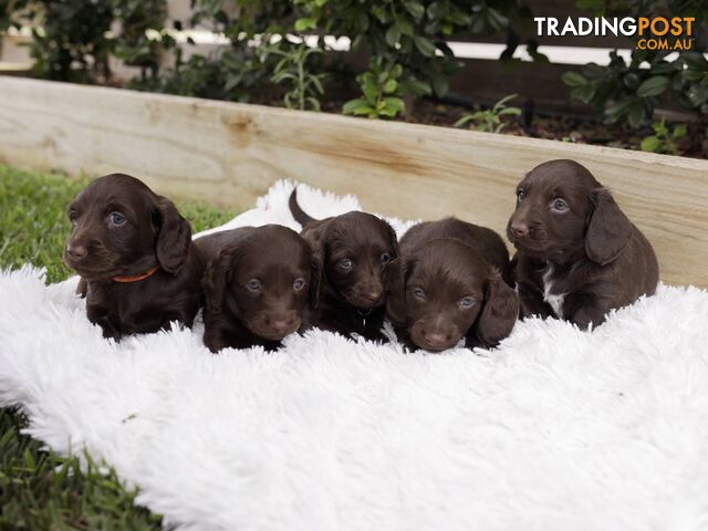 The trading post fashion dogs