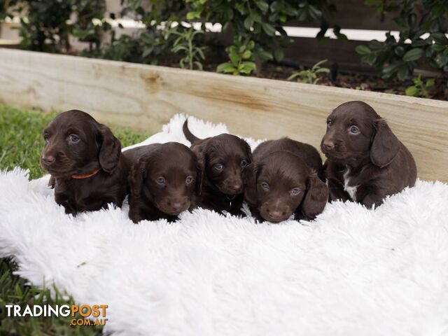 Long haired Miniature Dachshund Puppies