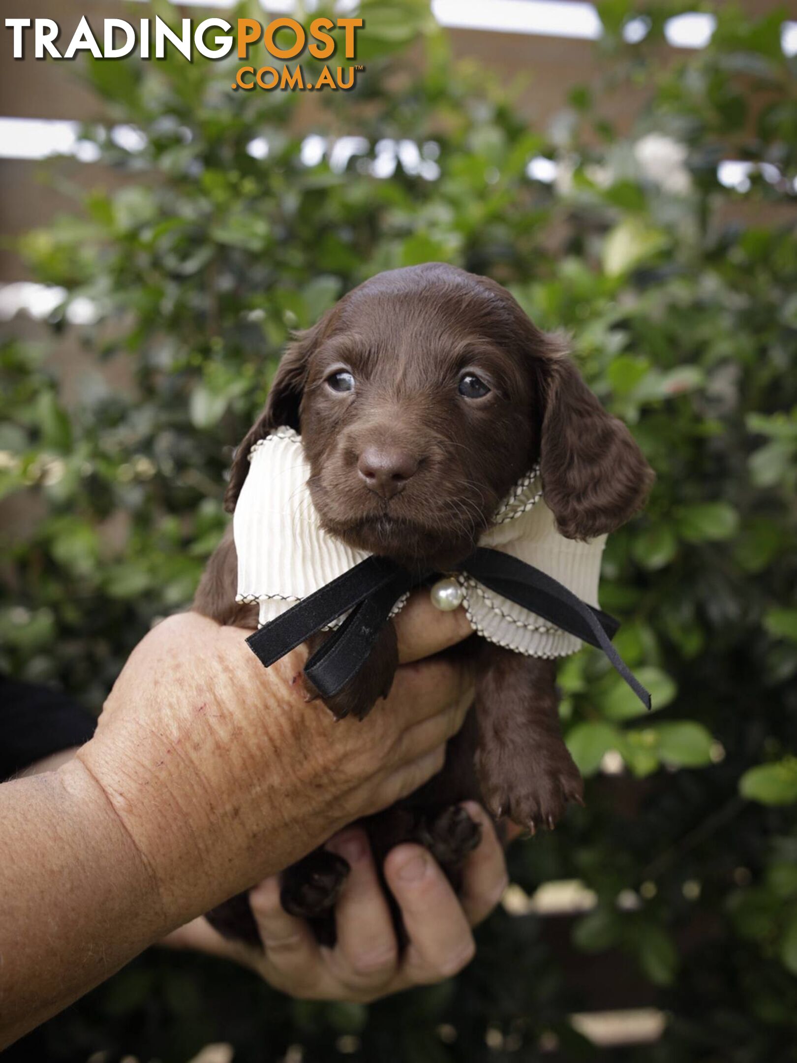 Long haired Miniature Dachshund Puppies