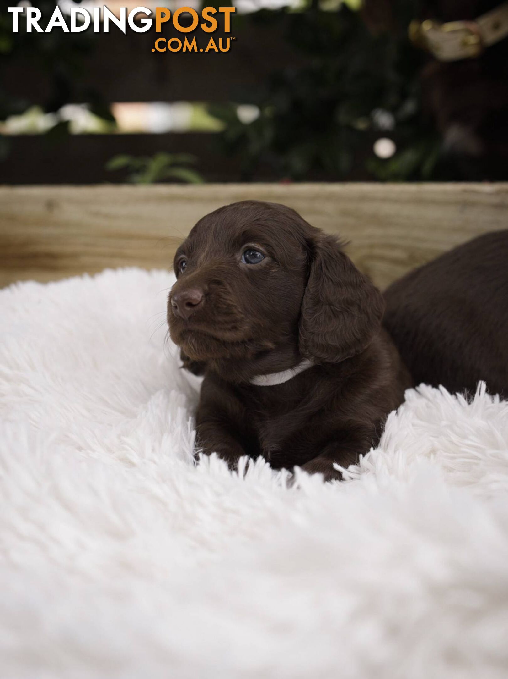 Long haired Miniature Dachshund Puppies