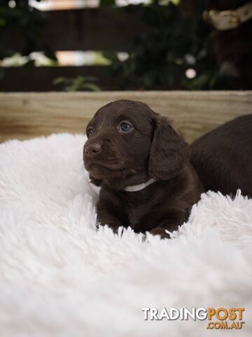 Long haired Miniature Dachshund Puppies