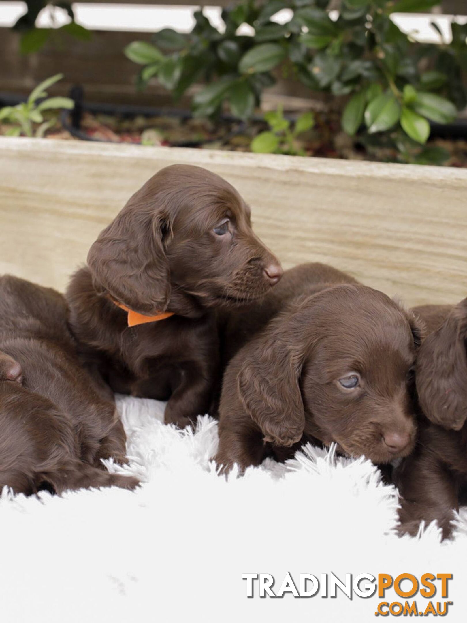 Long haired Miniature Dachshund Puppies