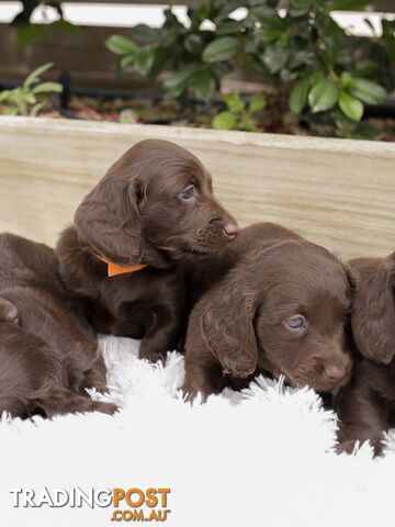 Long haired Miniature Dachshund Puppies