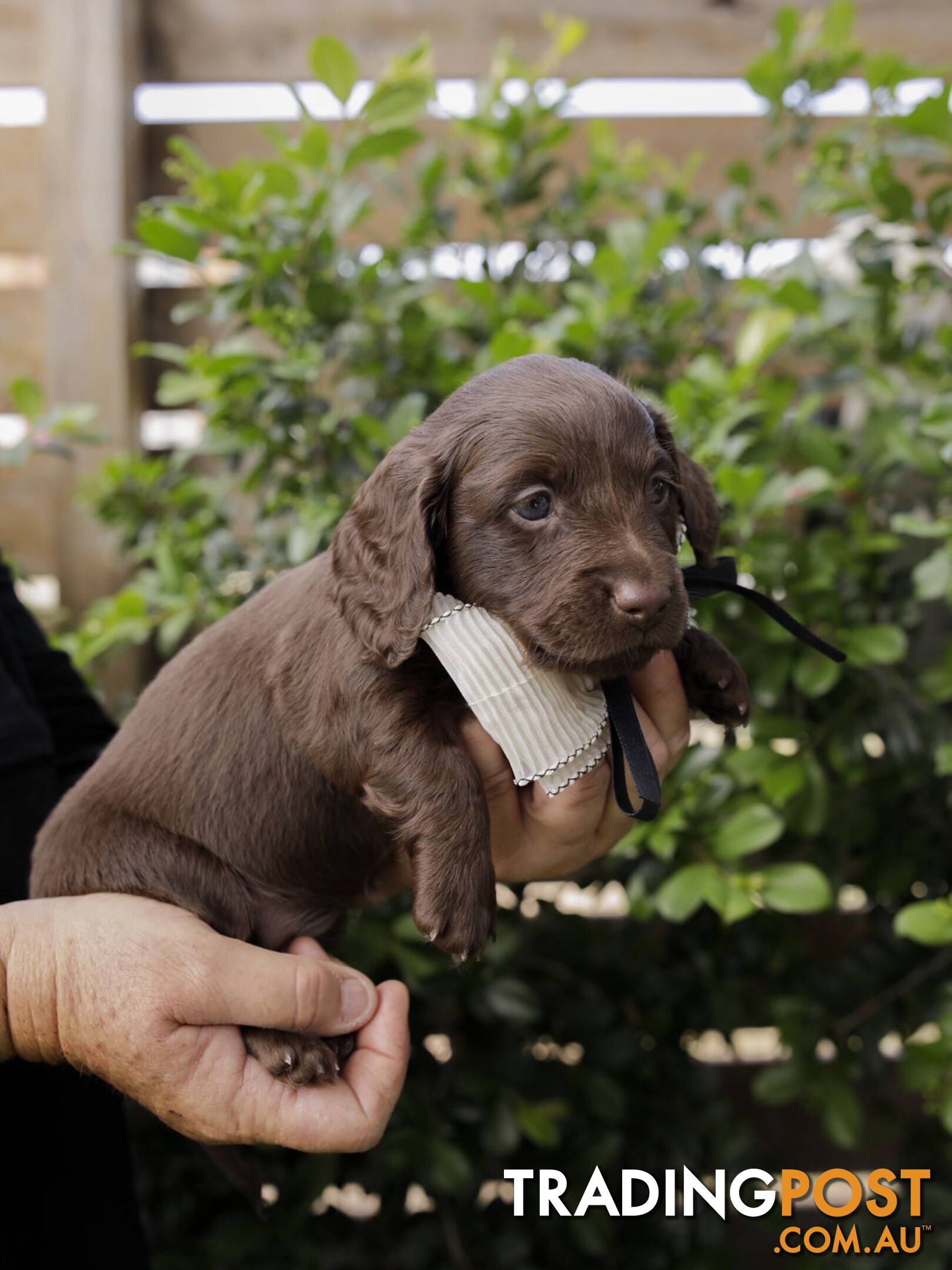 Long haired Miniature Dachshund Puppies