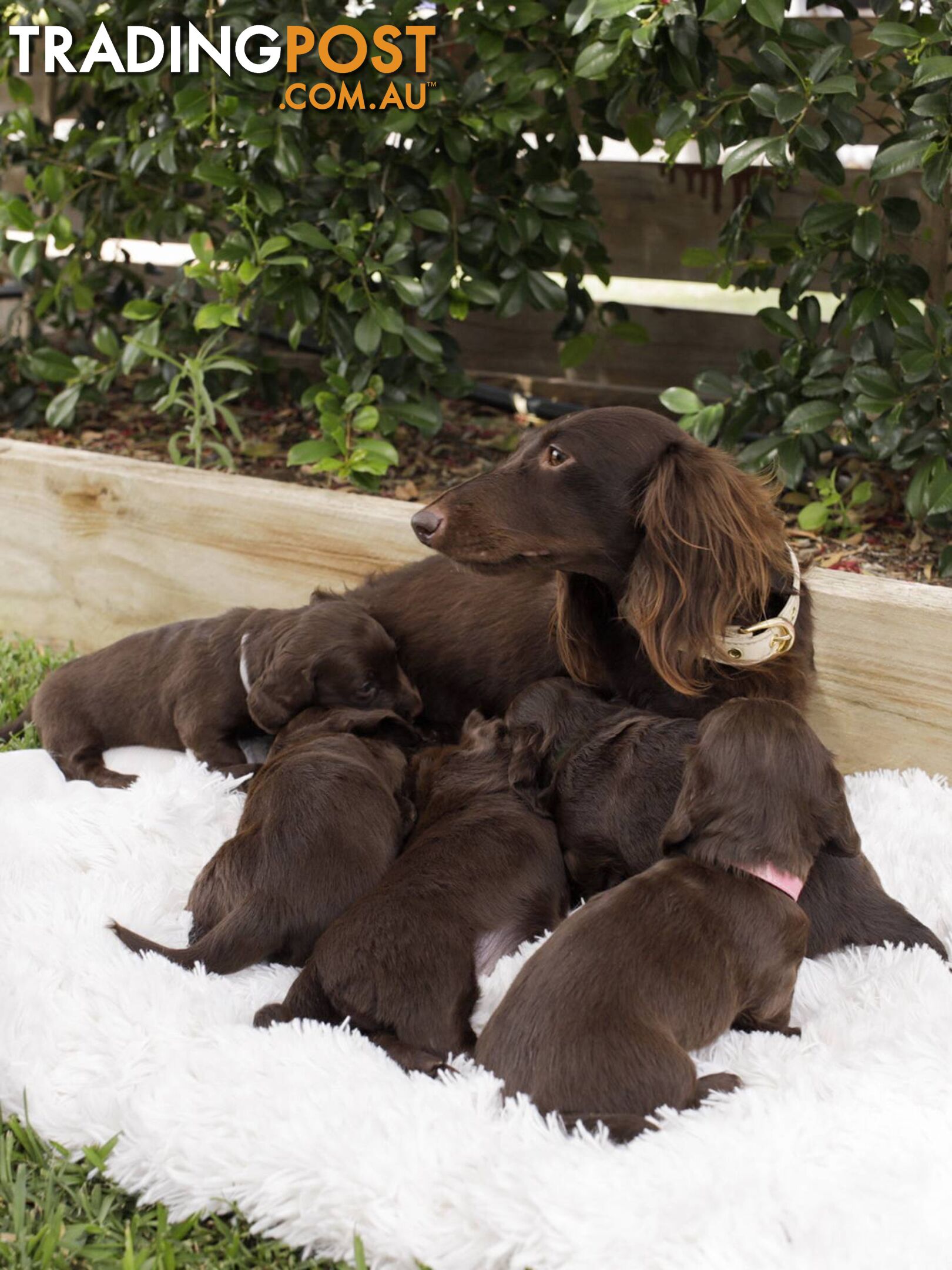 Long haired Miniature Dachshund Puppies