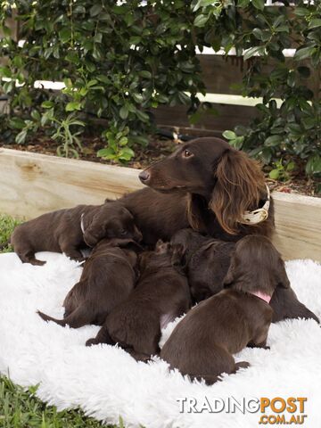 Long haired Miniature Dachshund Puppies