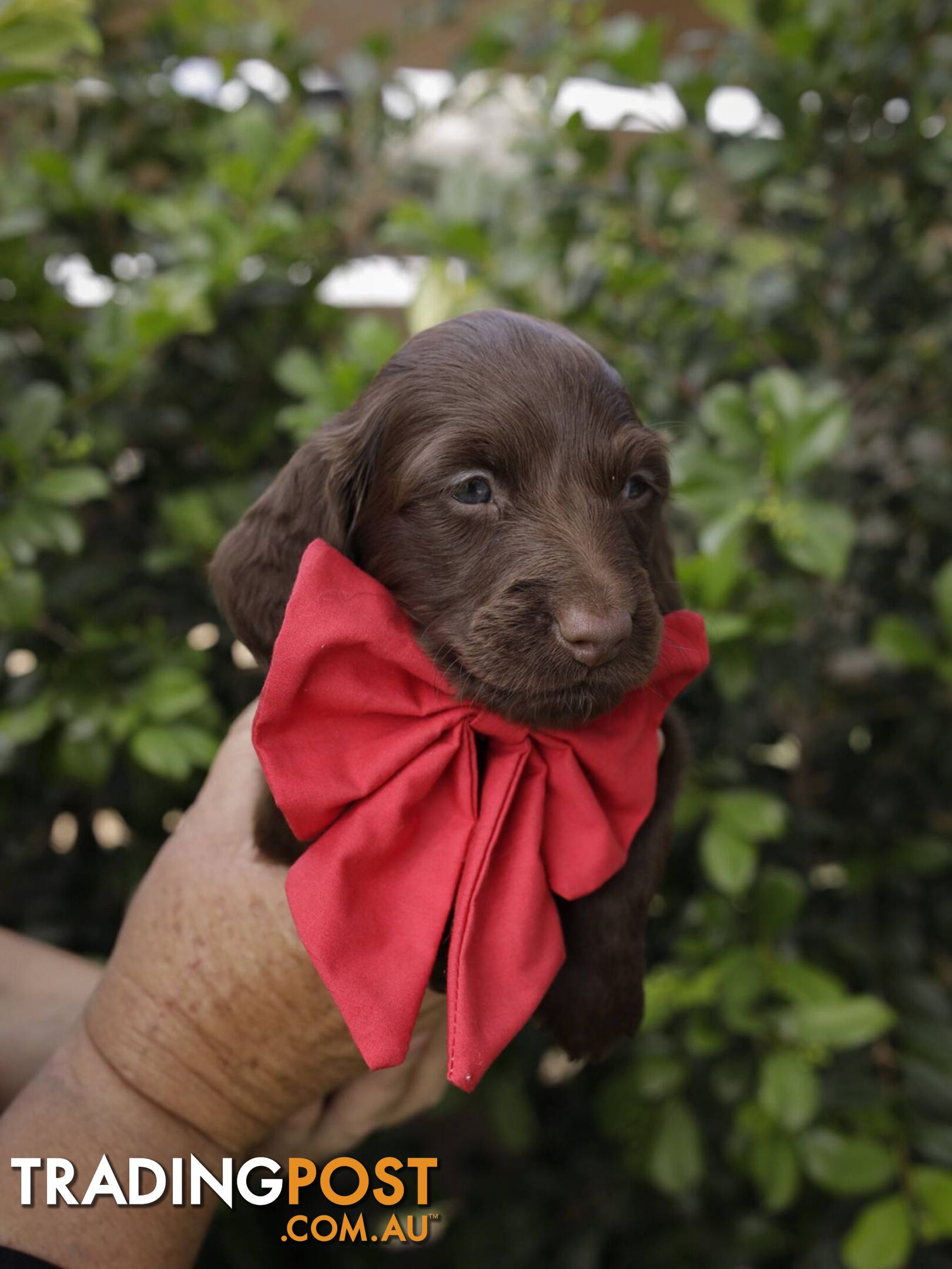 Long haired Miniature Dachshund Puppies