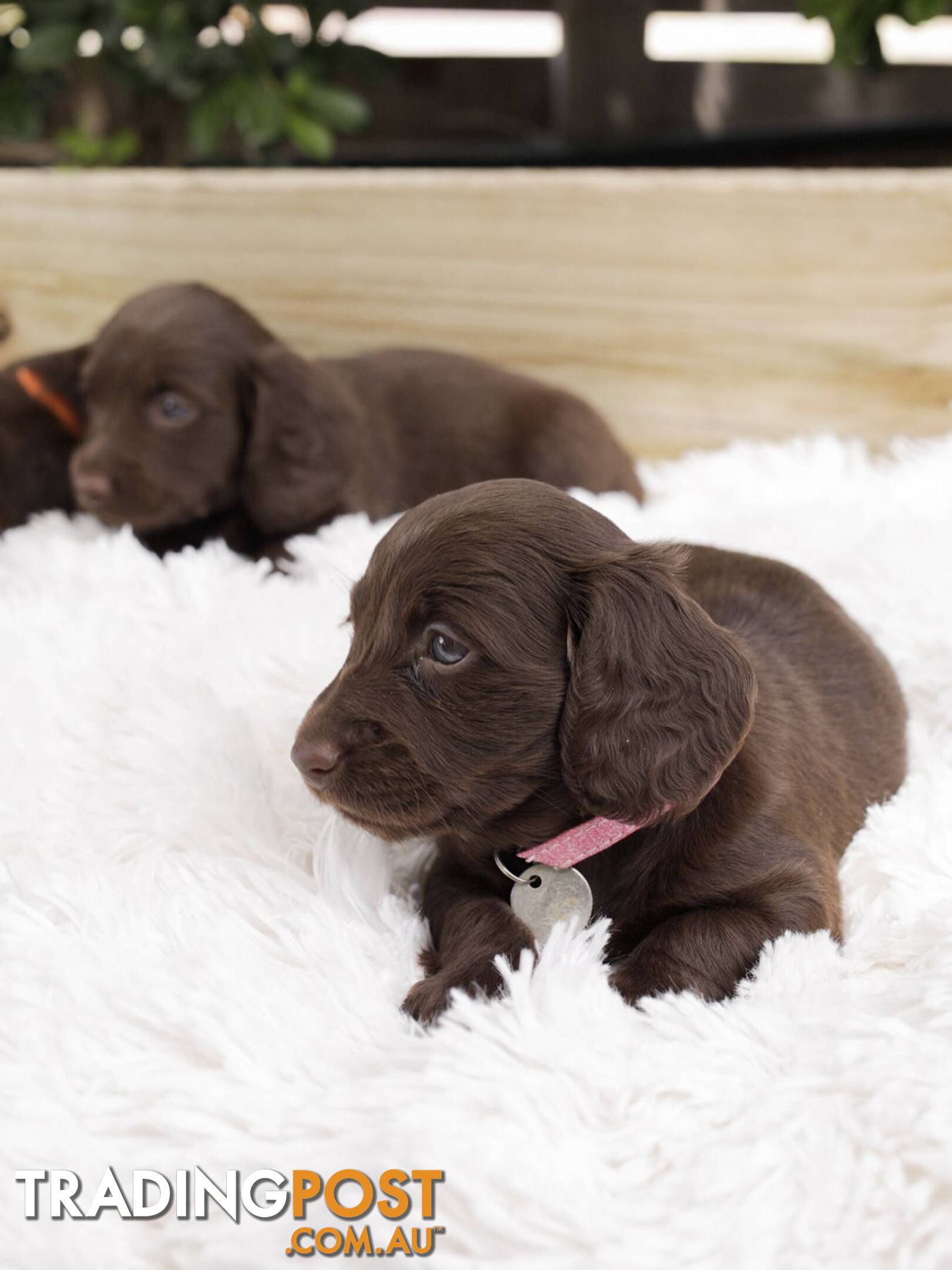 Long haired Miniature Dachshund Puppies