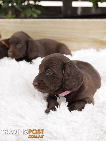 Long haired Miniature Dachshund Puppies