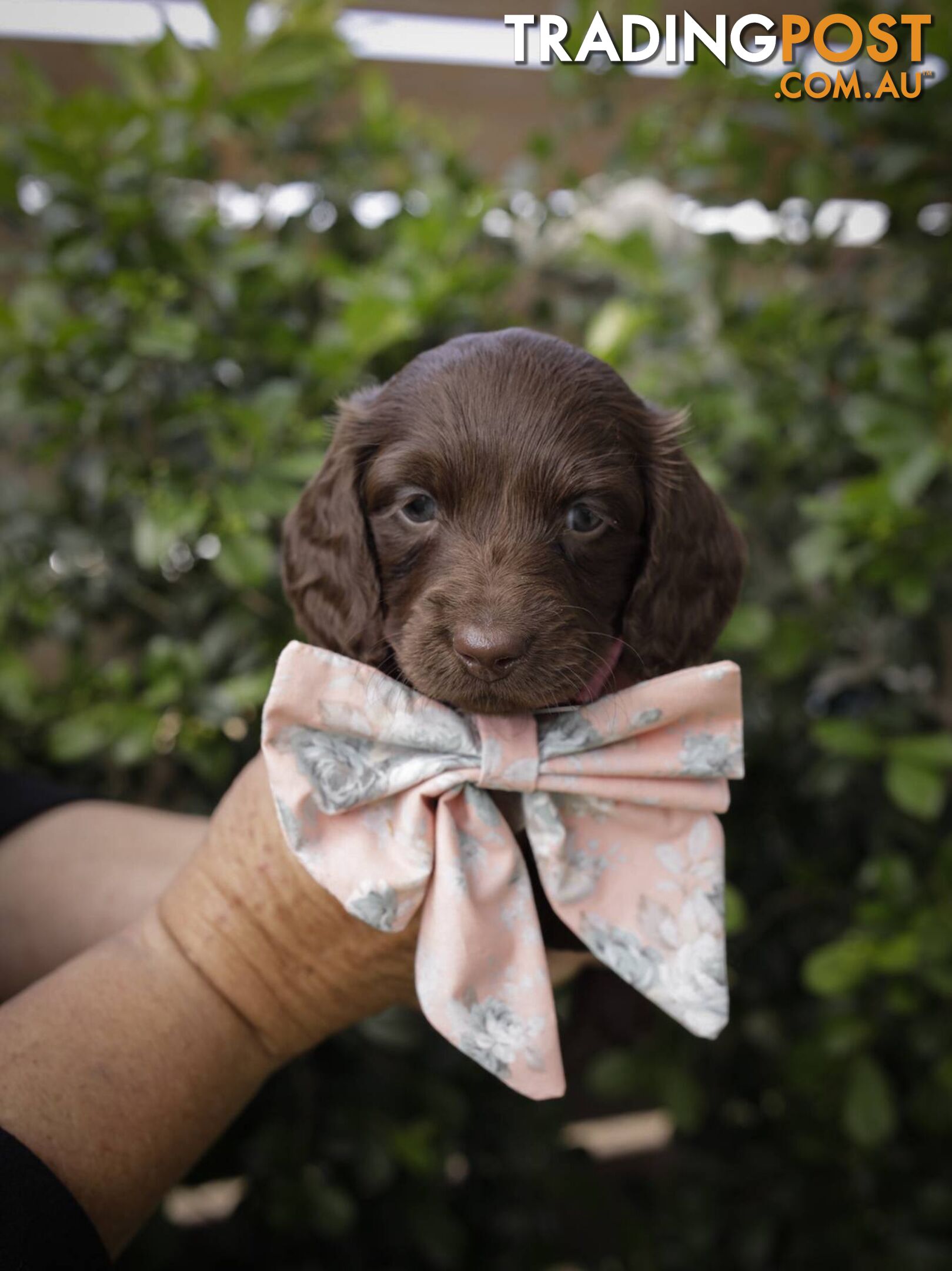 Long haired Miniature Dachshund Puppies