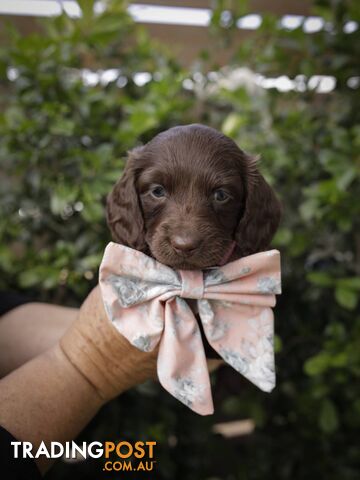 Long haired Miniature Dachshund Puppies