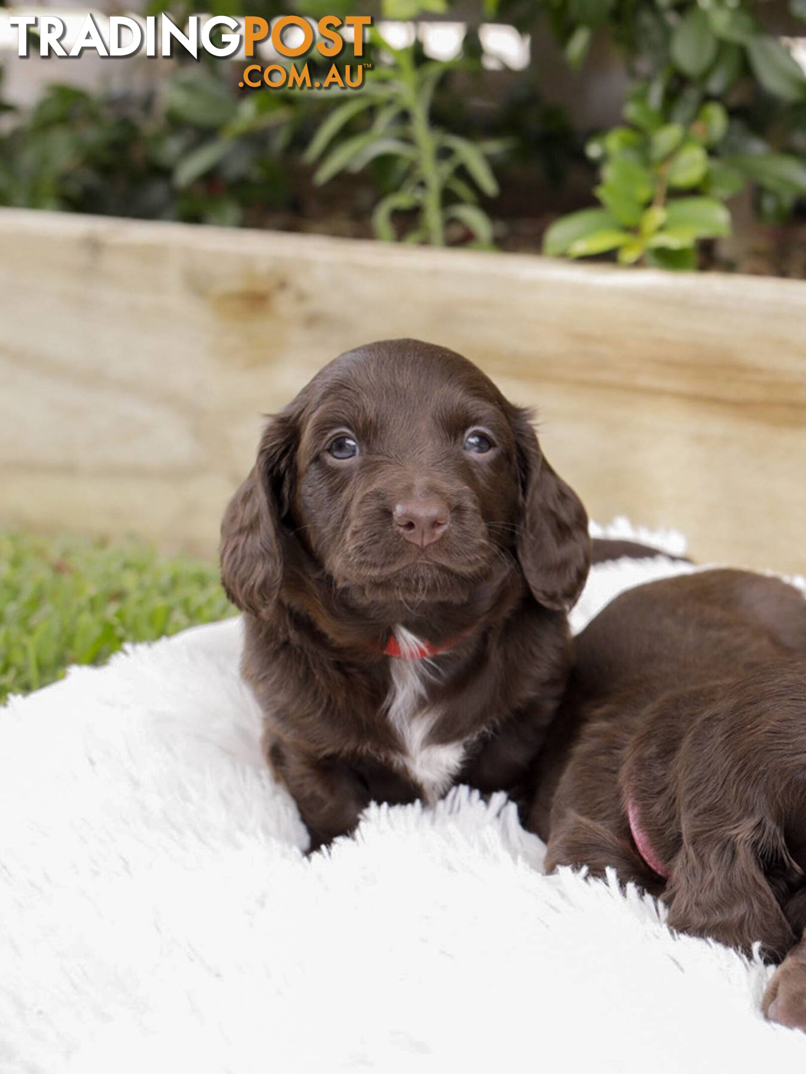 Long haired Miniature Dachshund Puppies