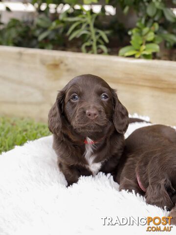 Long haired Miniature Dachshund Puppies