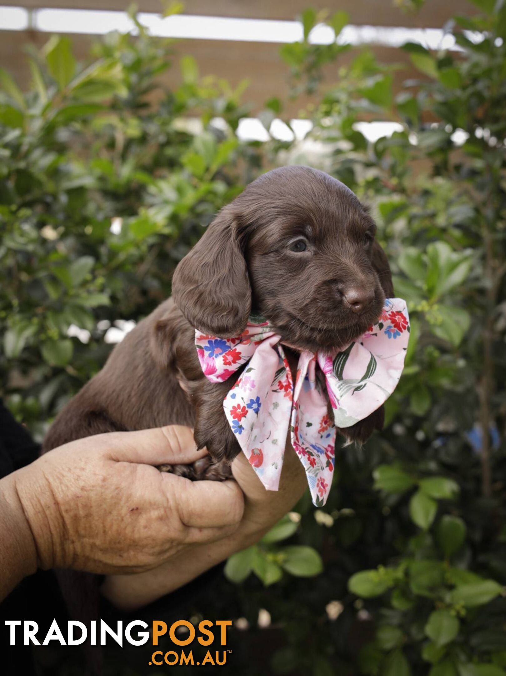 Long haired Miniature Dachshund Puppies