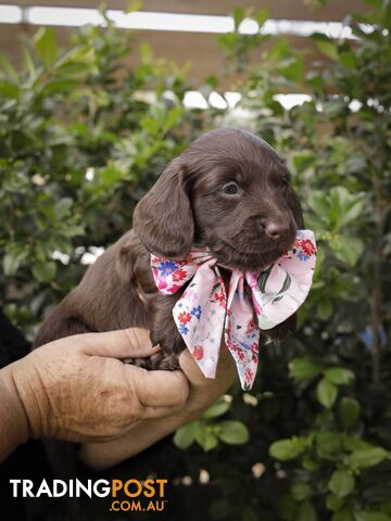 Long haired Miniature Dachshund Puppies