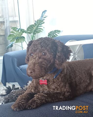 Beautiful cute very friendly Poodle