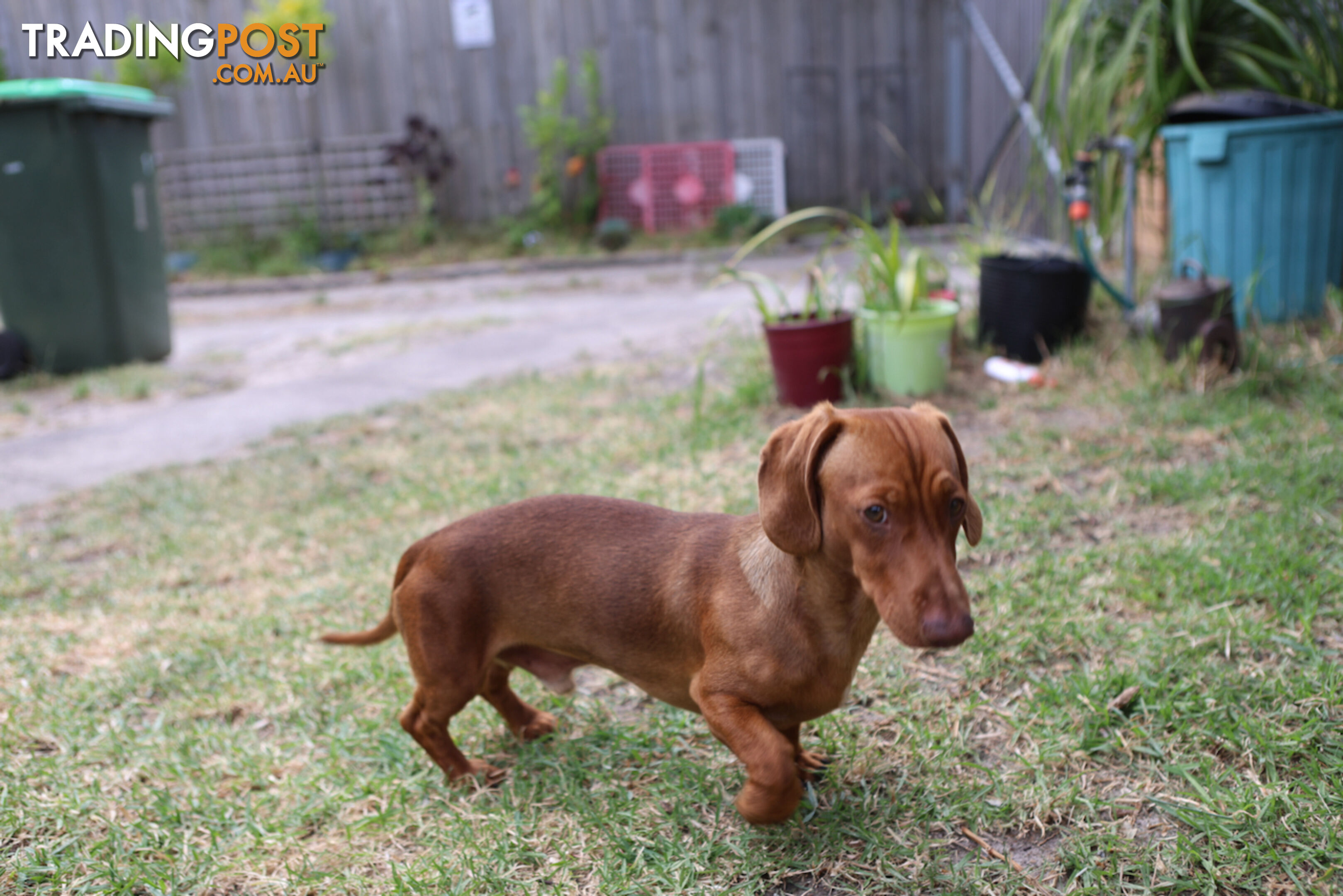 Miniature smooth haired dachshund