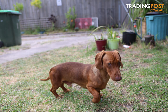 Miniature smooth haired dachshund