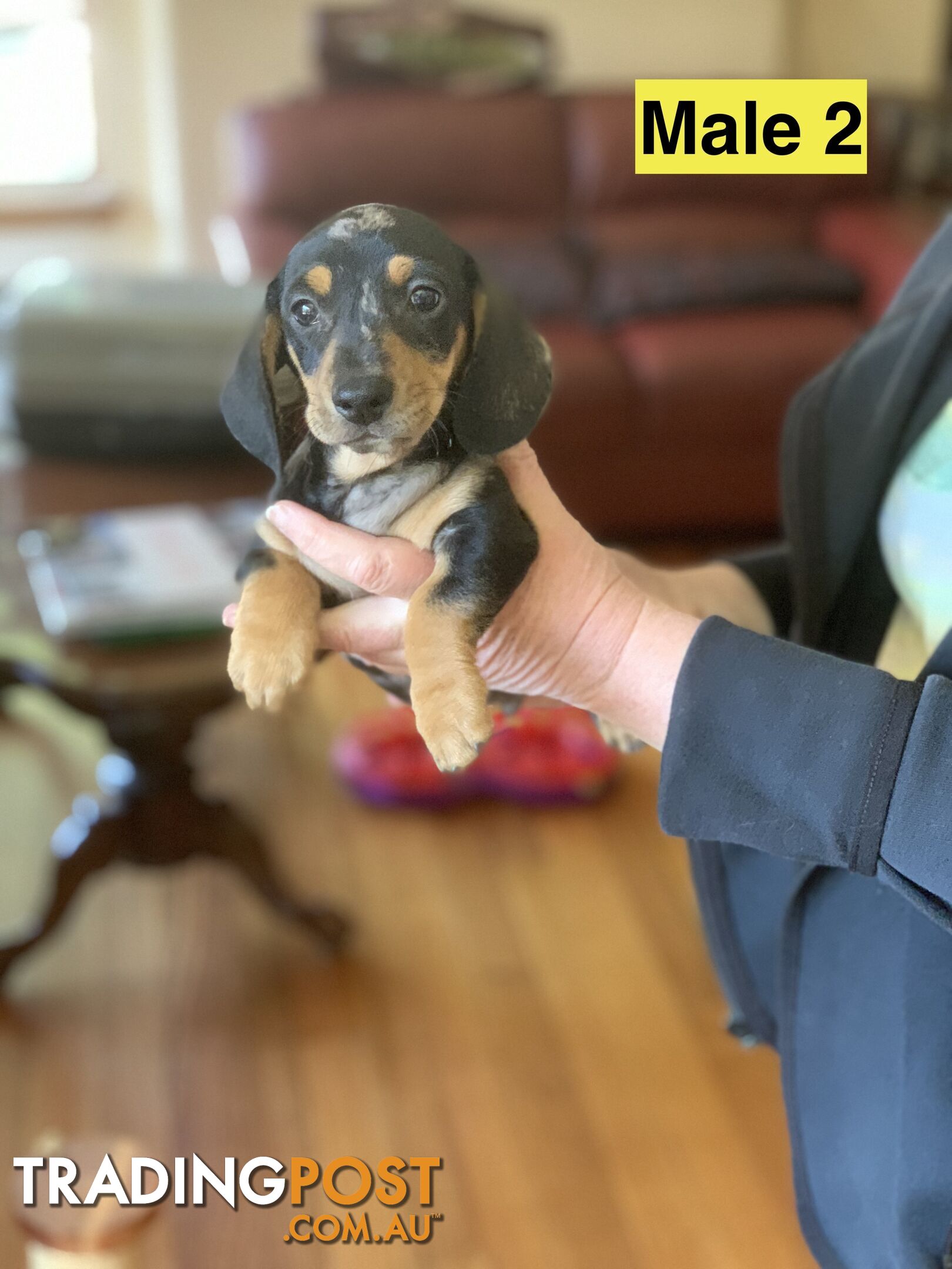 Miniature smooth haired dachshund