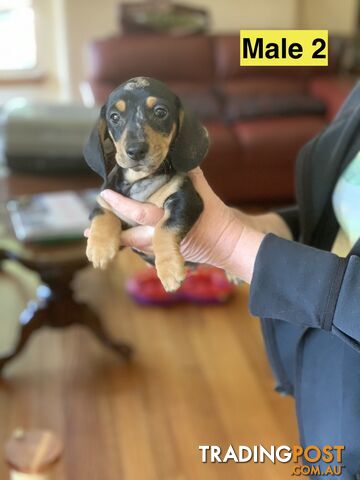 Miniature smooth haired dachshund