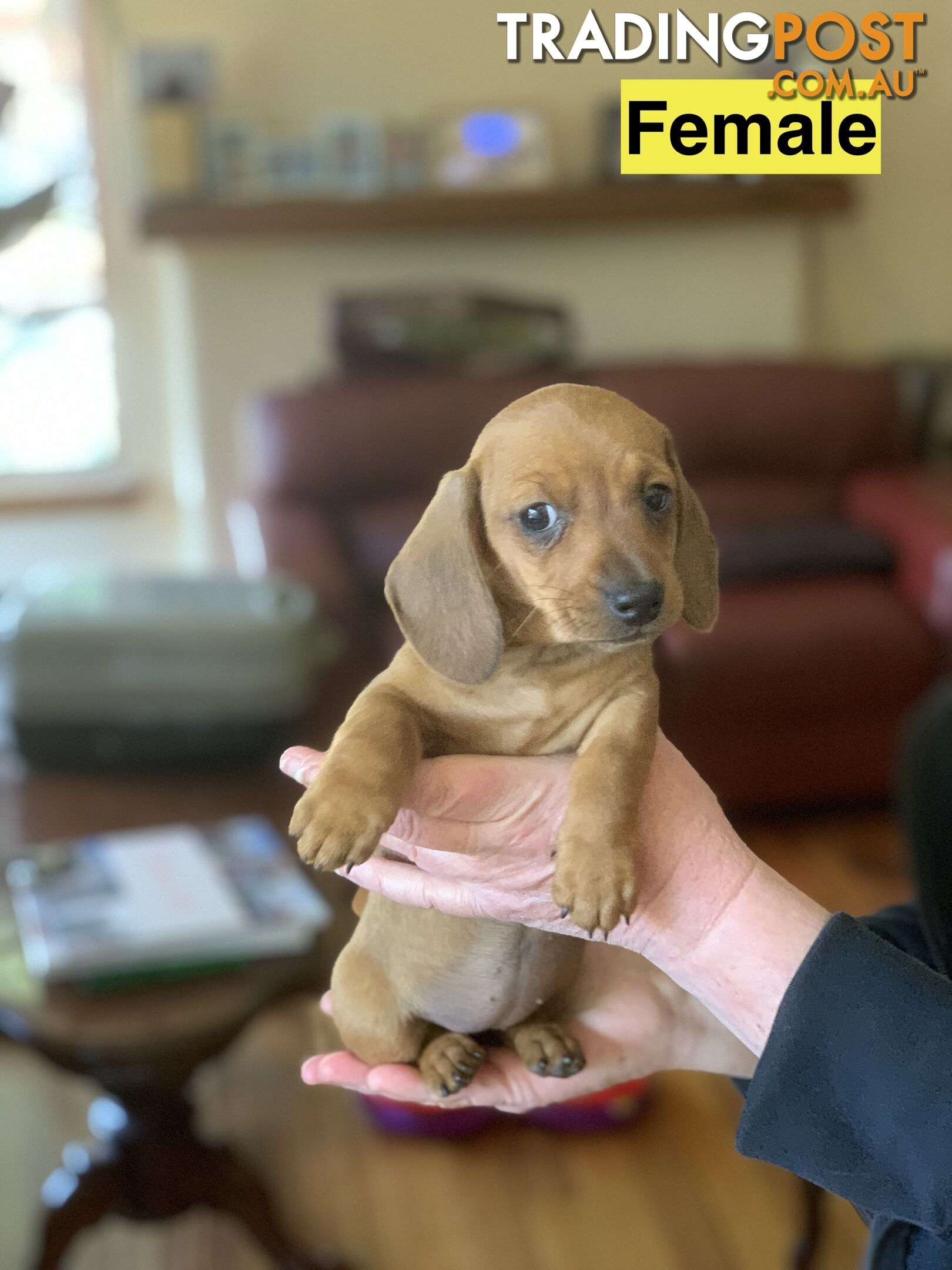 Miniature smooth haired dachshund