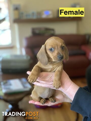 Miniature smooth haired dachshund